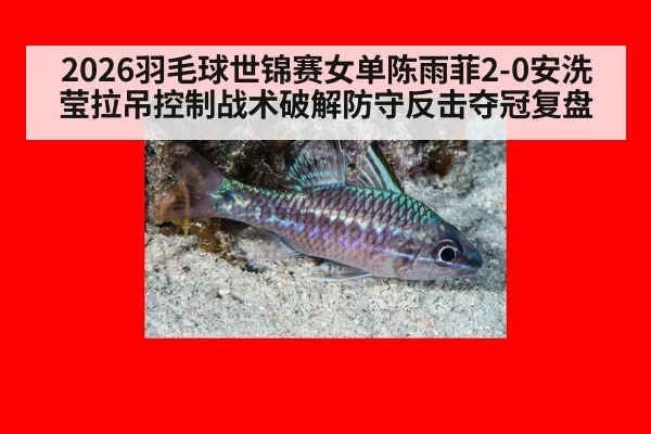 2026羽毛球世锦赛女单陈雨菲2-0安洗莹拉吊控制战术破解防守反击夺冠复盘